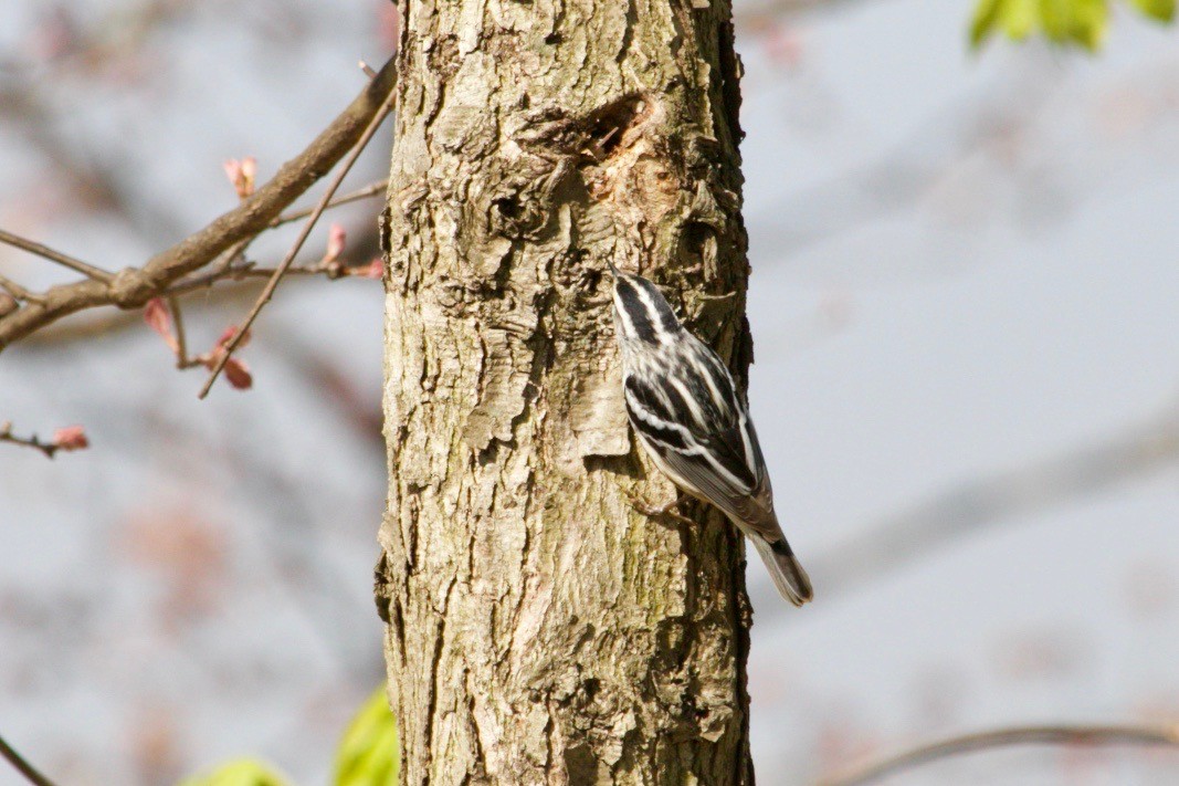 Black-and-white Warbler - ML618850533