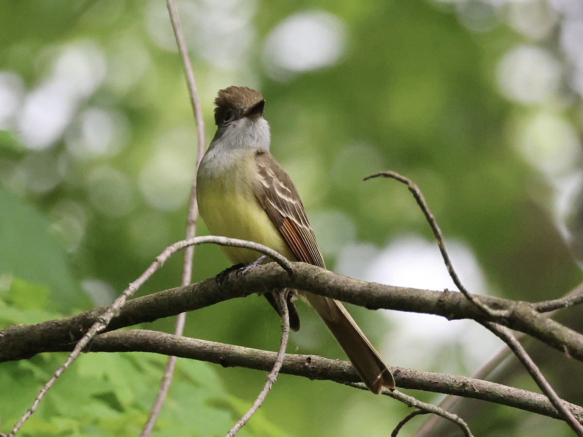 Great Crested Flycatcher - ML618850549