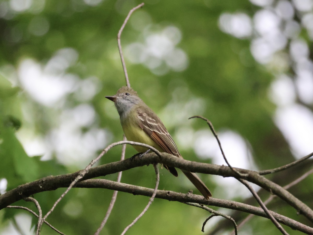 Great Crested Flycatcher - ML618850550