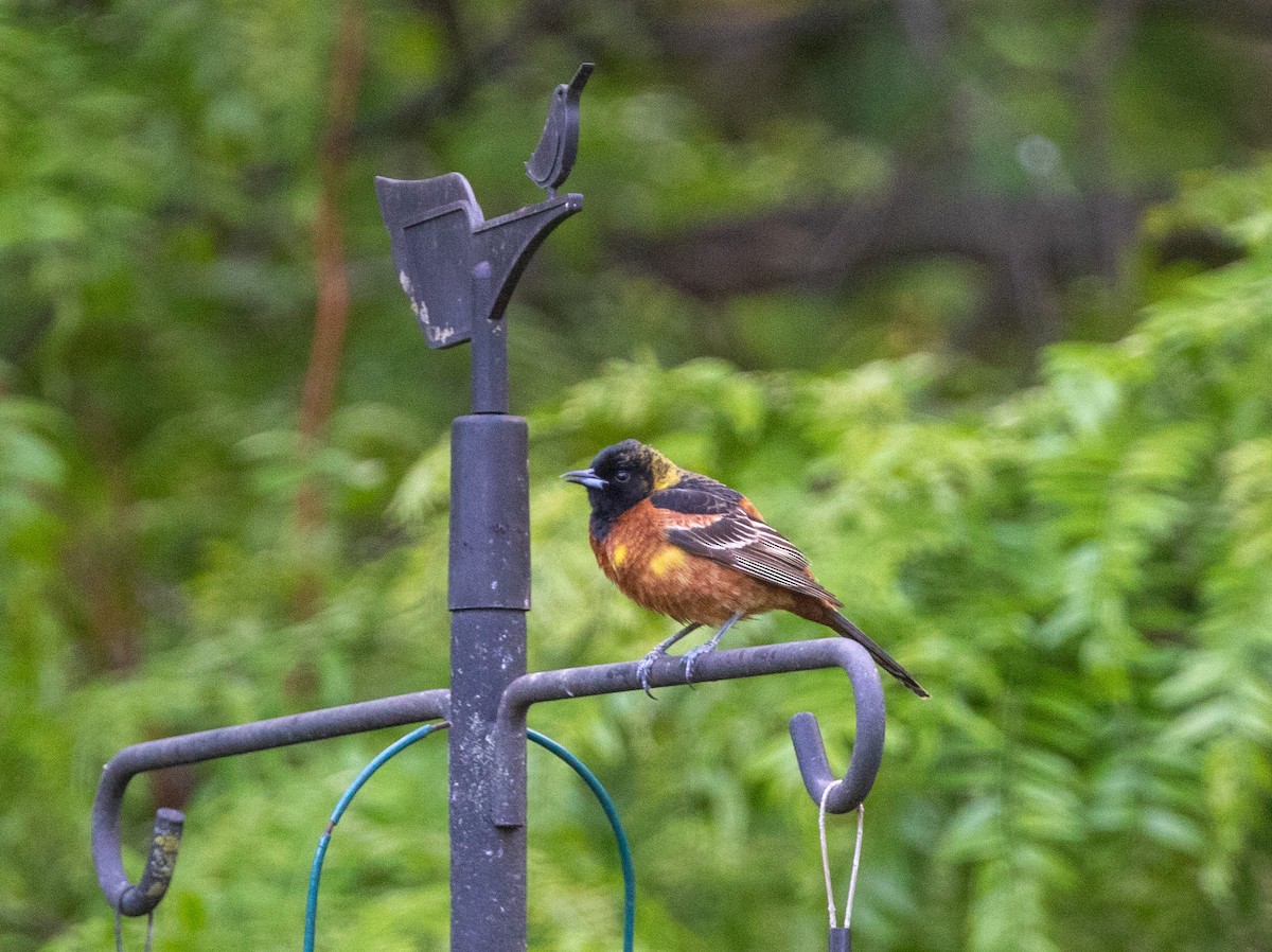 Orchard Oriole - ML618850561
