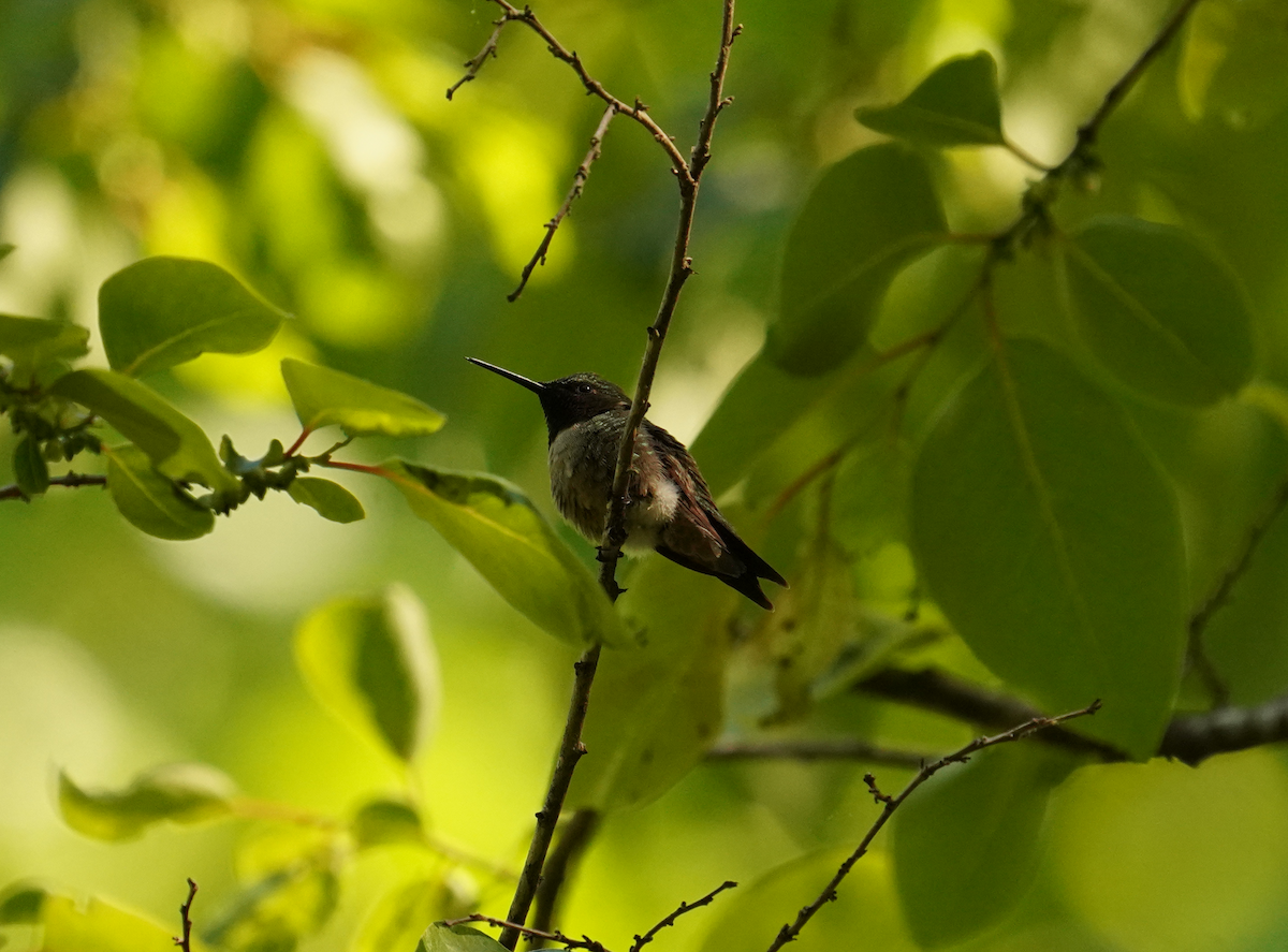 Ruby-throated Hummingbird - Aaron T