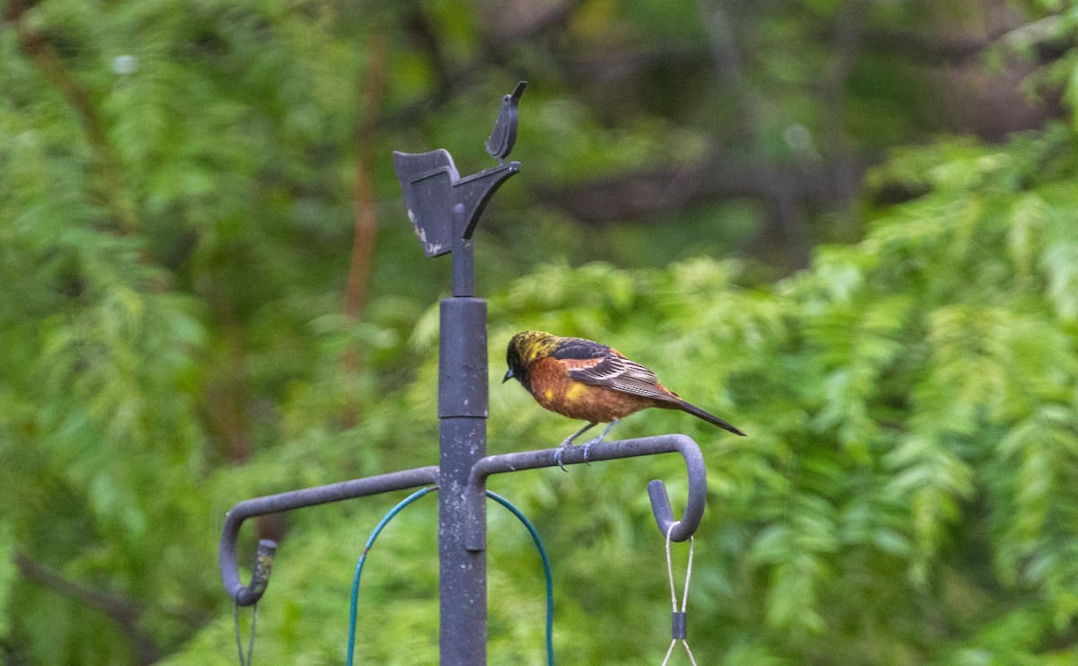 Orchard Oriole - ML618850575