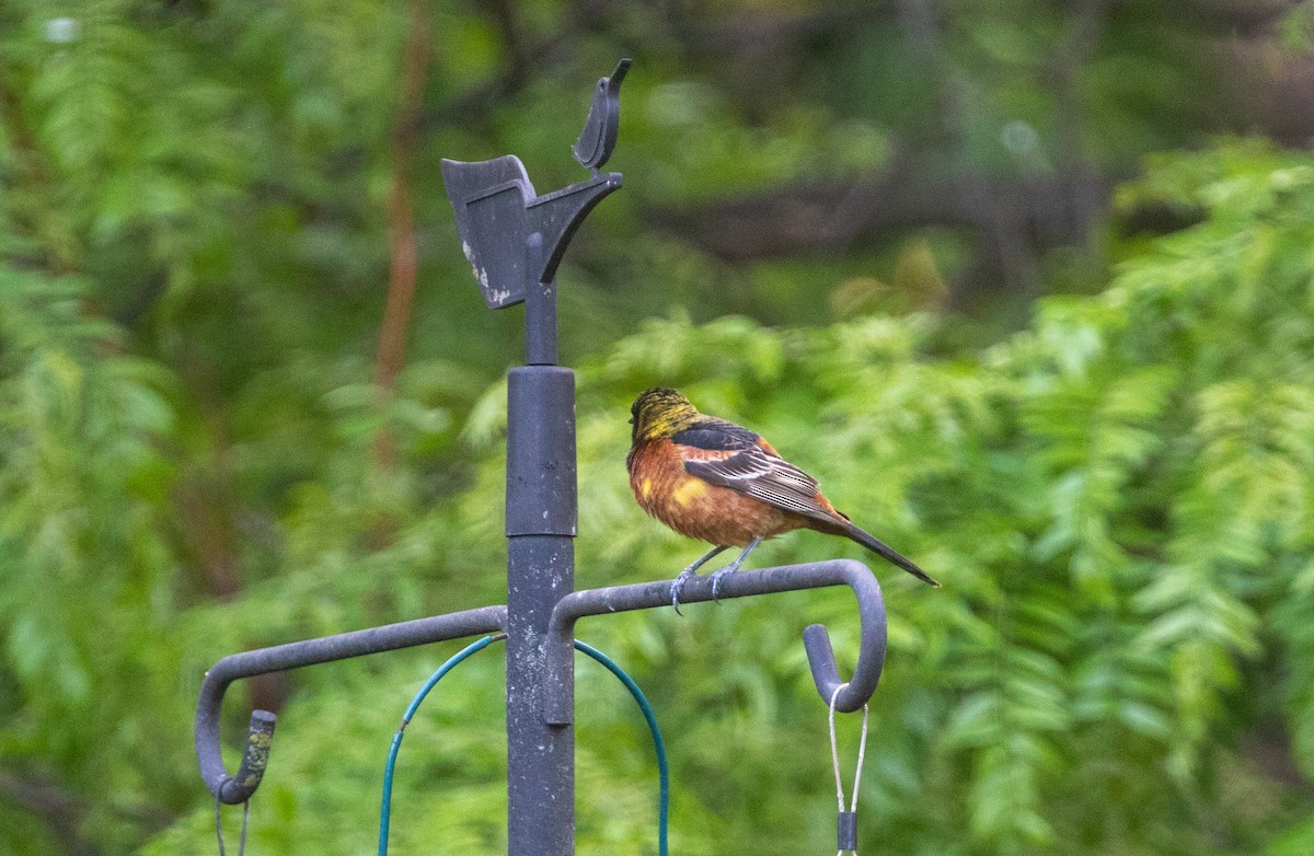 Orchard Oriole - ML618850630