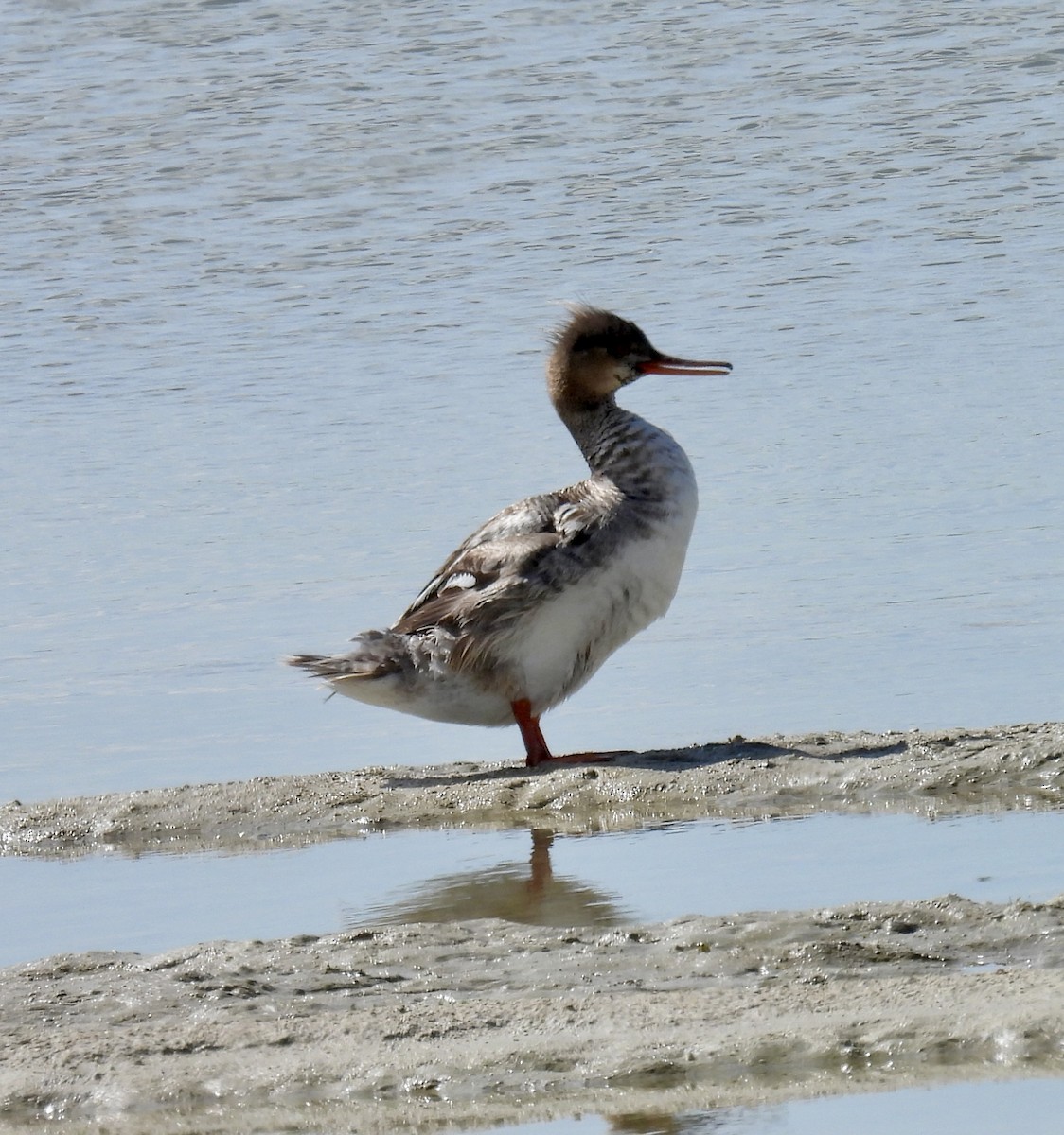 Red-breasted Merganser - Tracy Wiczer