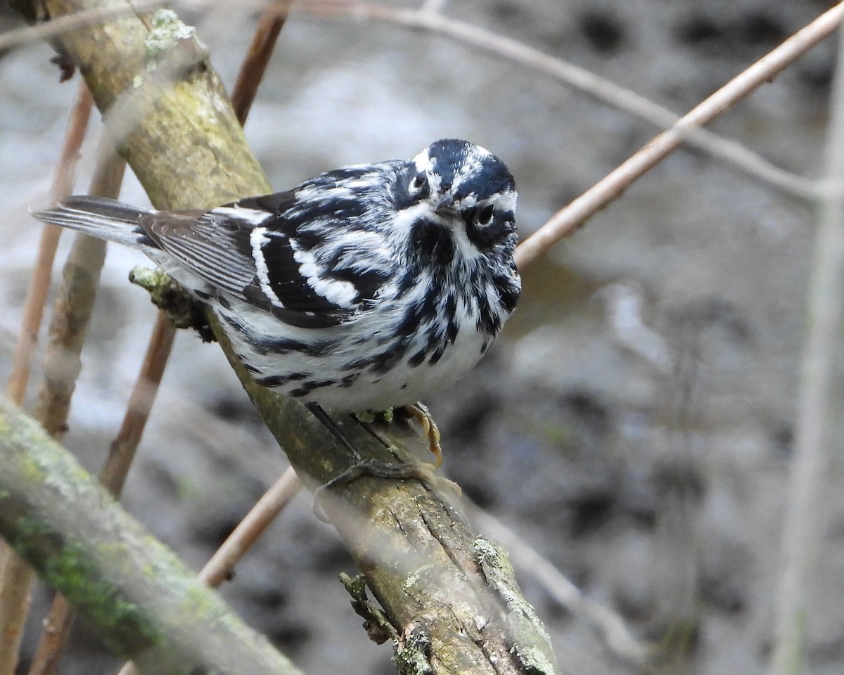 Black-and-white Warbler - ML618850646