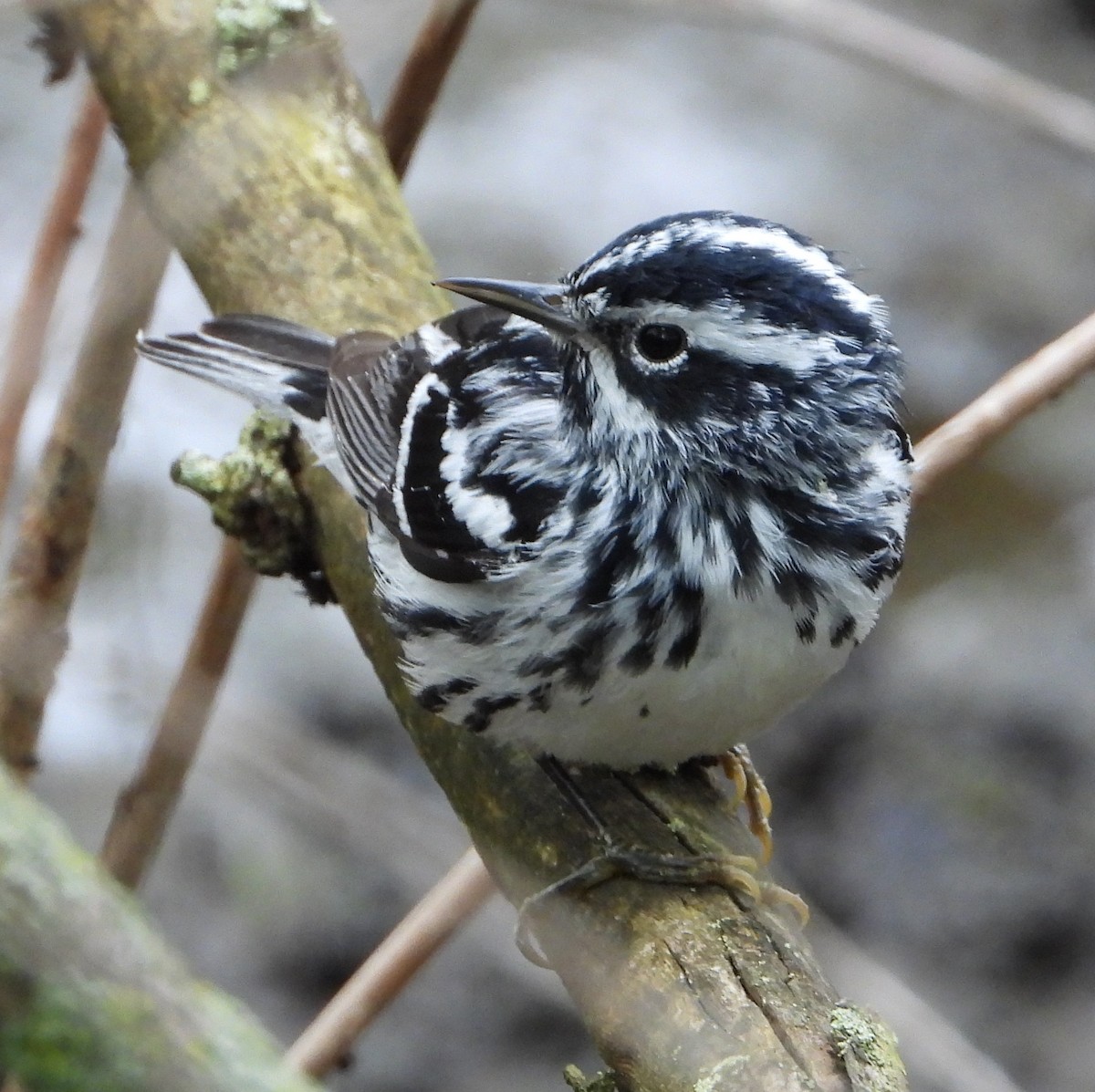 Black-and-white Warbler - ML618850647