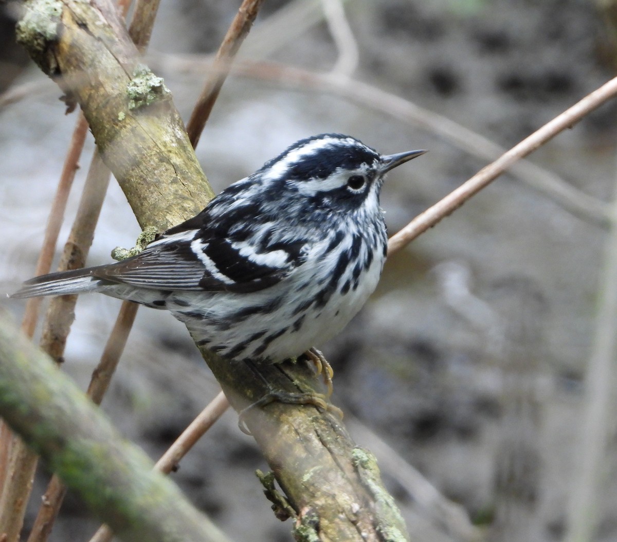 Black-and-white Warbler - ML618850648