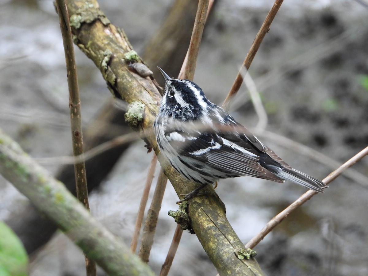 Black-and-white Warbler - Shirley Andrews