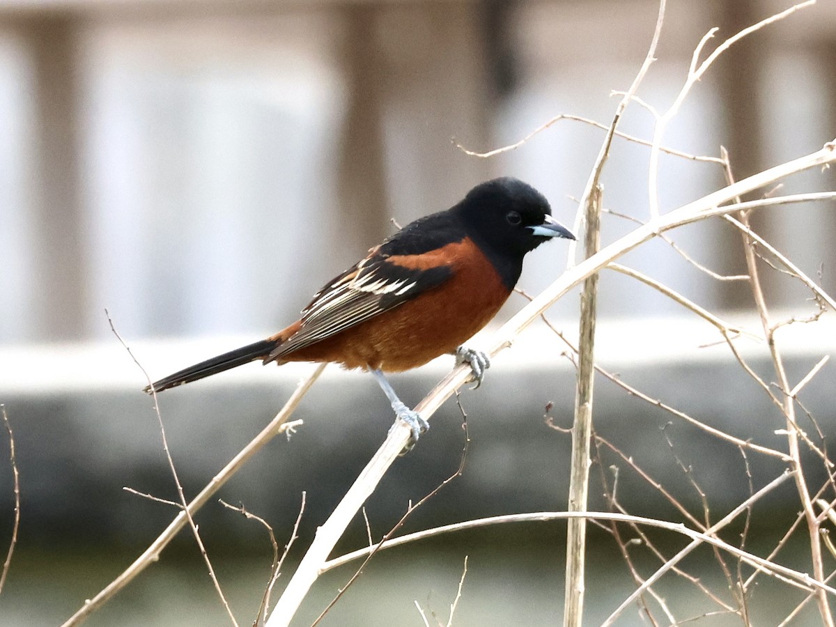 Orchard Oriole - ML618850650