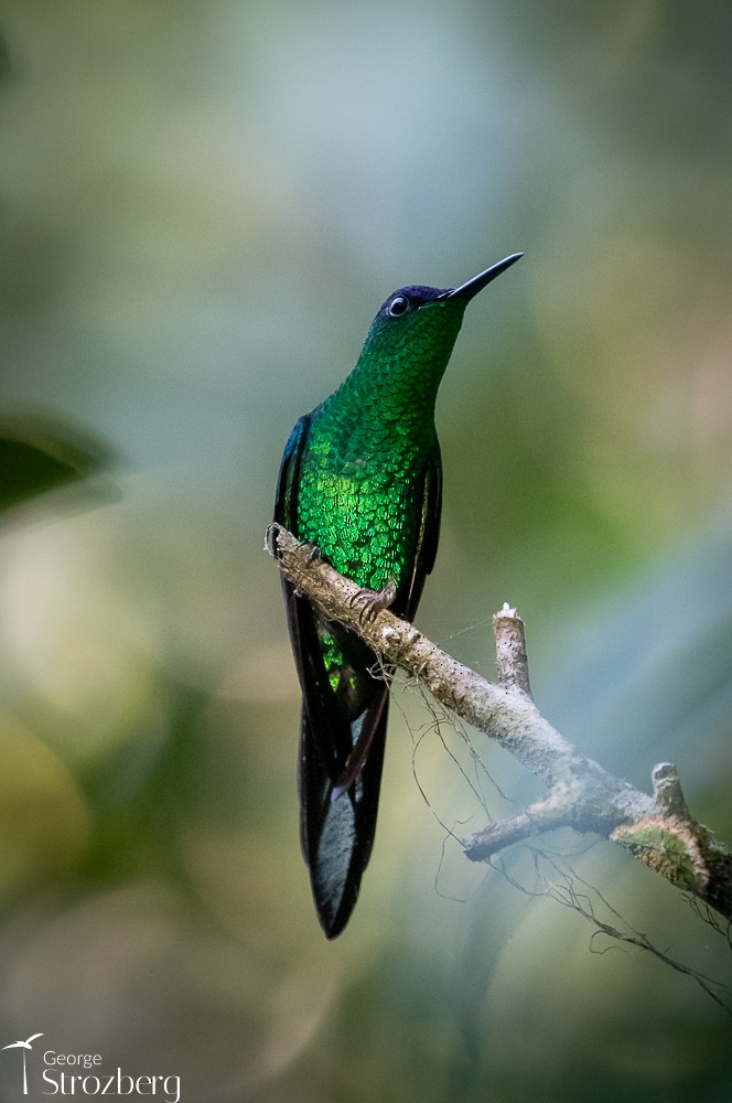 kolibřík fialovotemenný - ML618850654