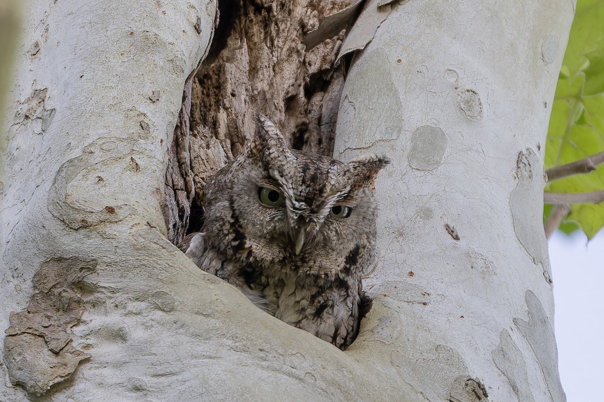 Eastern Screech-Owl - ML618850698