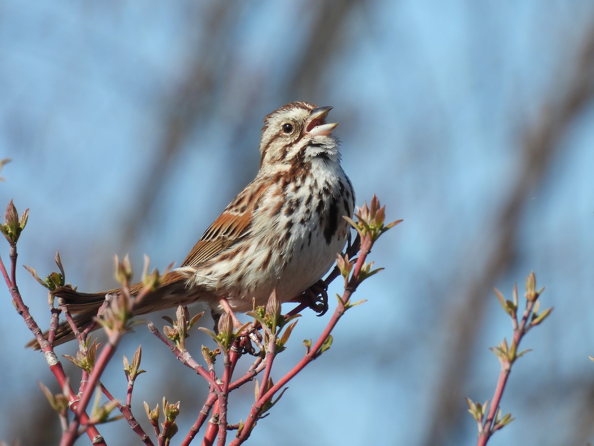 Song Sparrow - Pam Hawkes