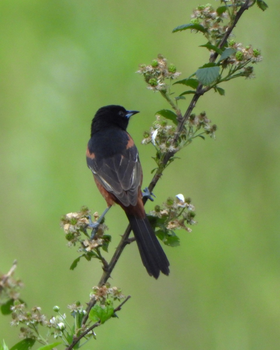 Orchard Oriole - ML618850726