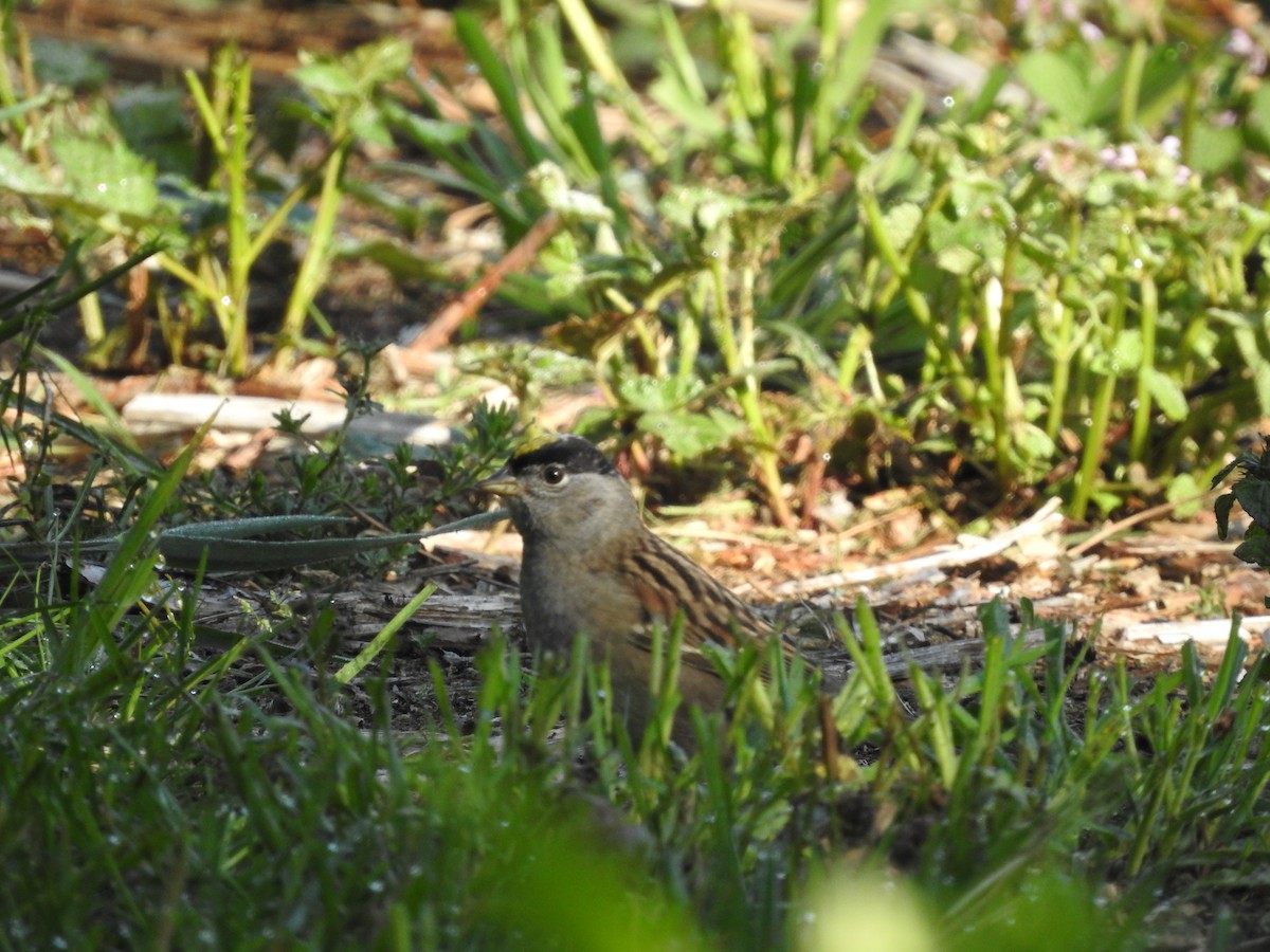 Golden-crowned Sparrow - Charlie Likely