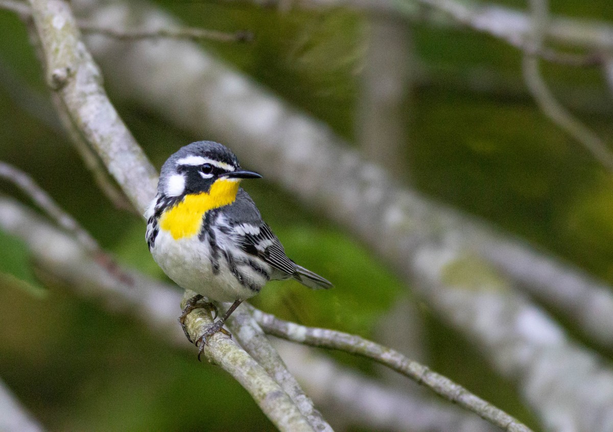 Yellow-throated Warbler - John Garrison