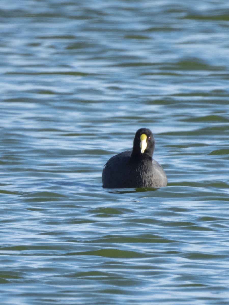 White-winged Coot - ML618850754