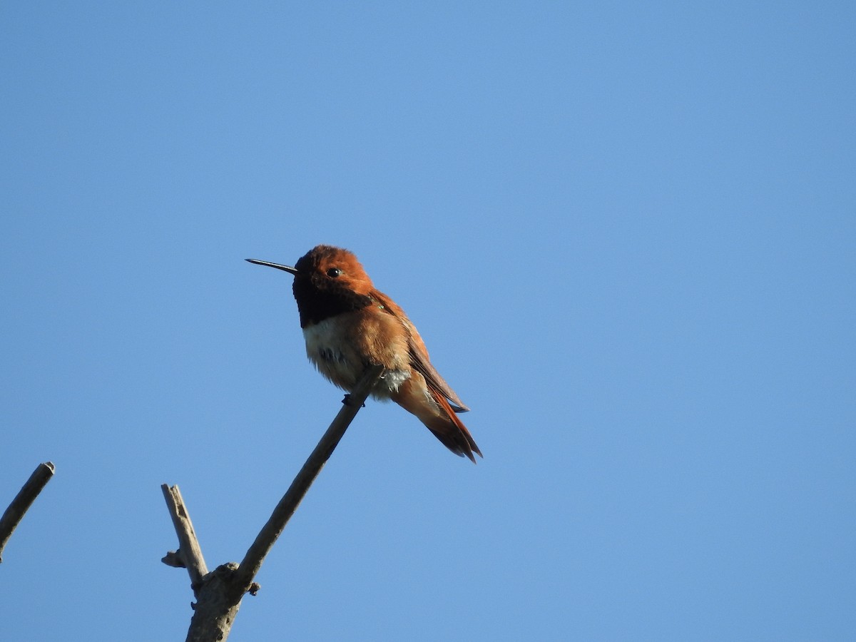 Rufous Hummingbird - Charlie Likely