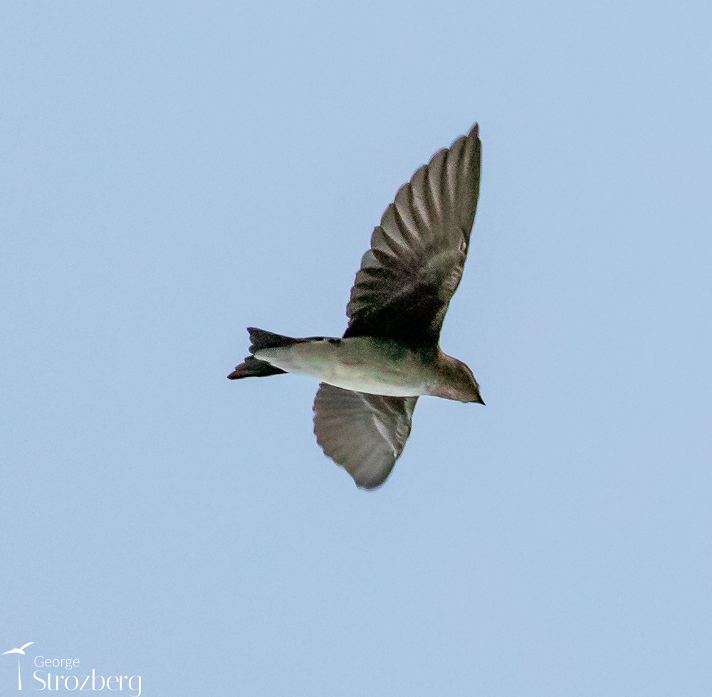Gray-breasted Martin - George Strozberg