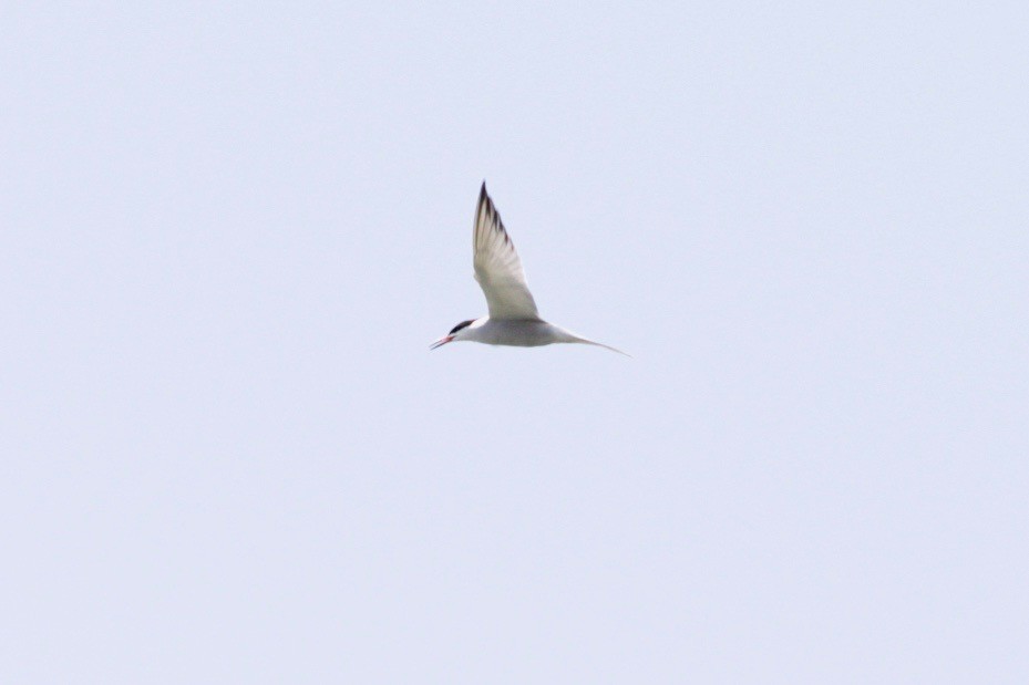 Common Tern - Loyan Beausoleil