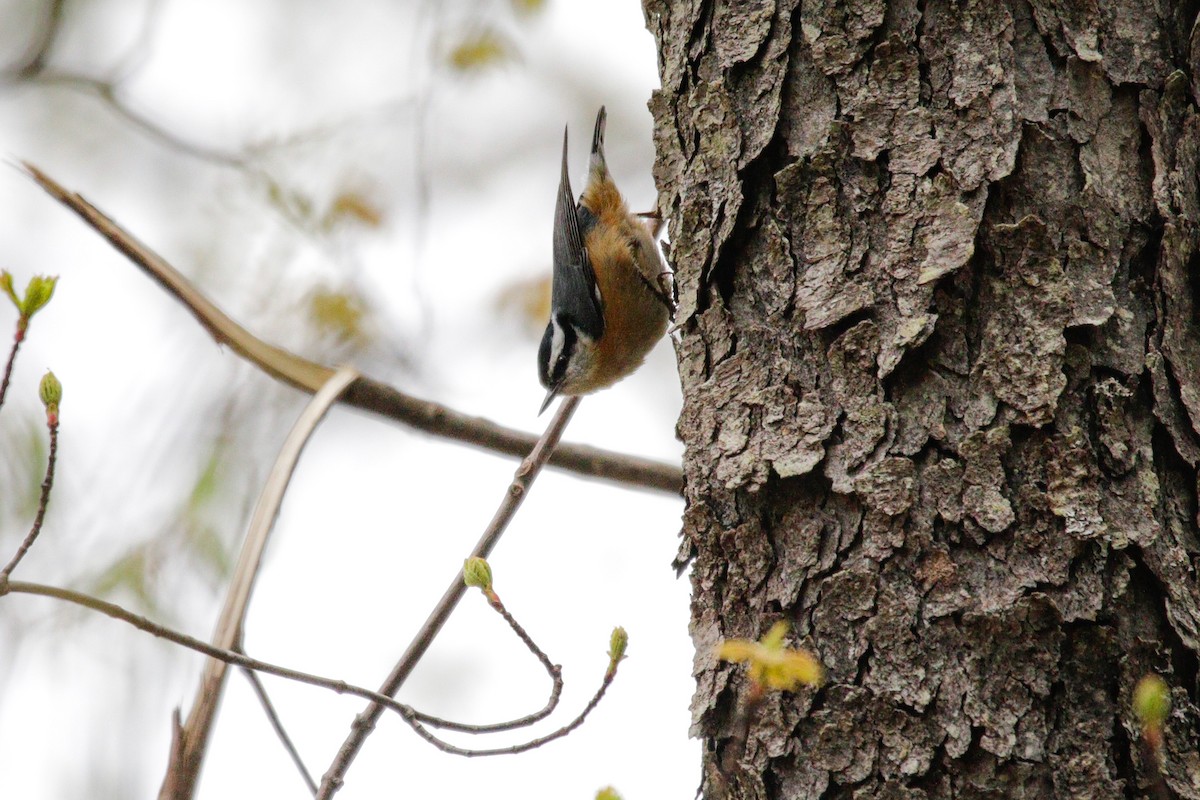 Red-breasted Nuthatch - ML618850798