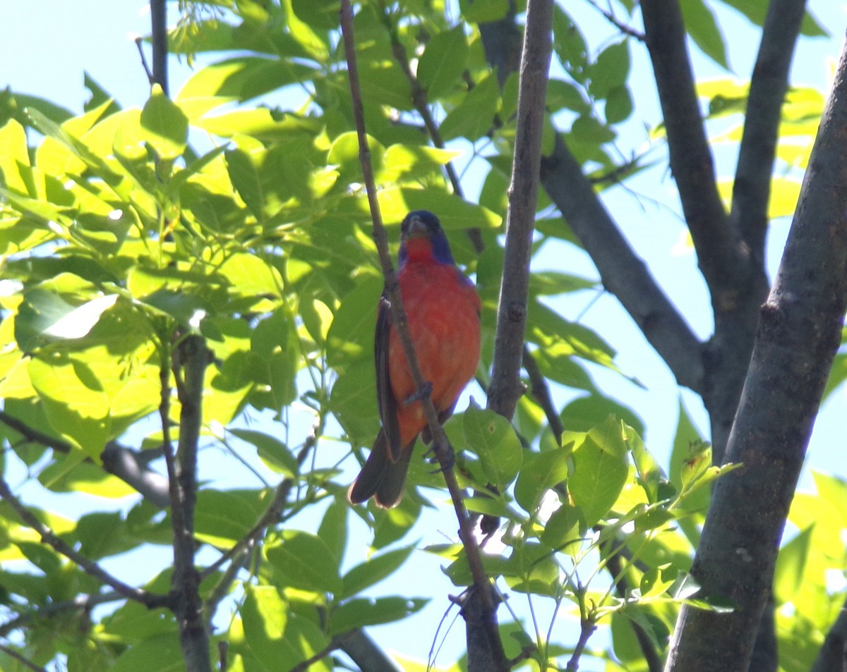 Painted Bunting - ML618850818