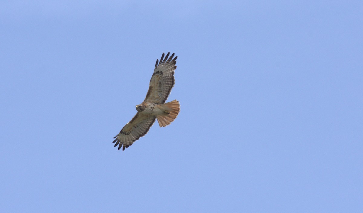 Red-tailed Hawk - ML618850856