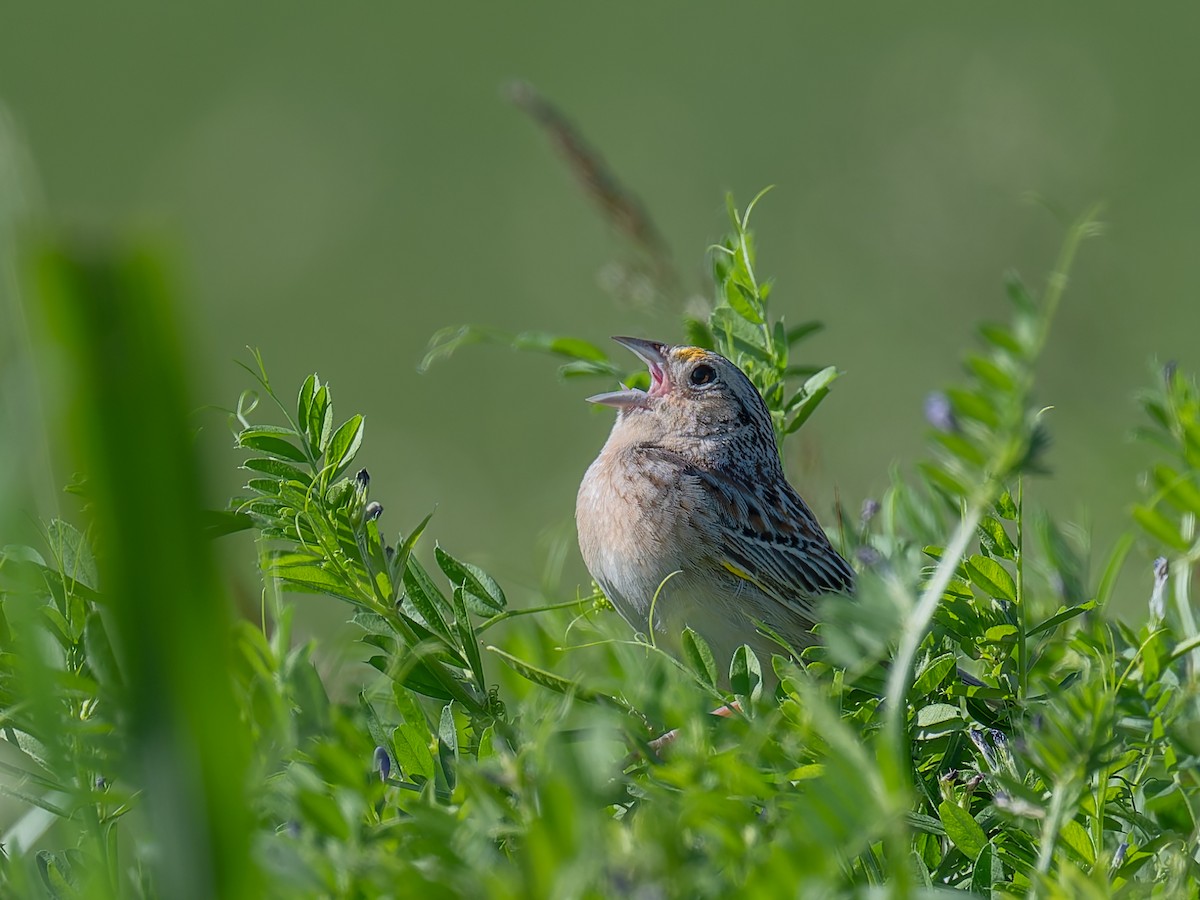 Grasshopper Sparrow - David French