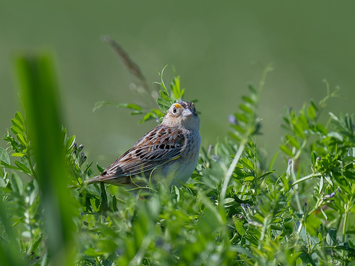 Grasshopper Sparrow - ML618850862