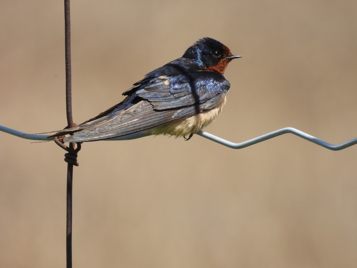 Barn Swallow - Dany Caouette
