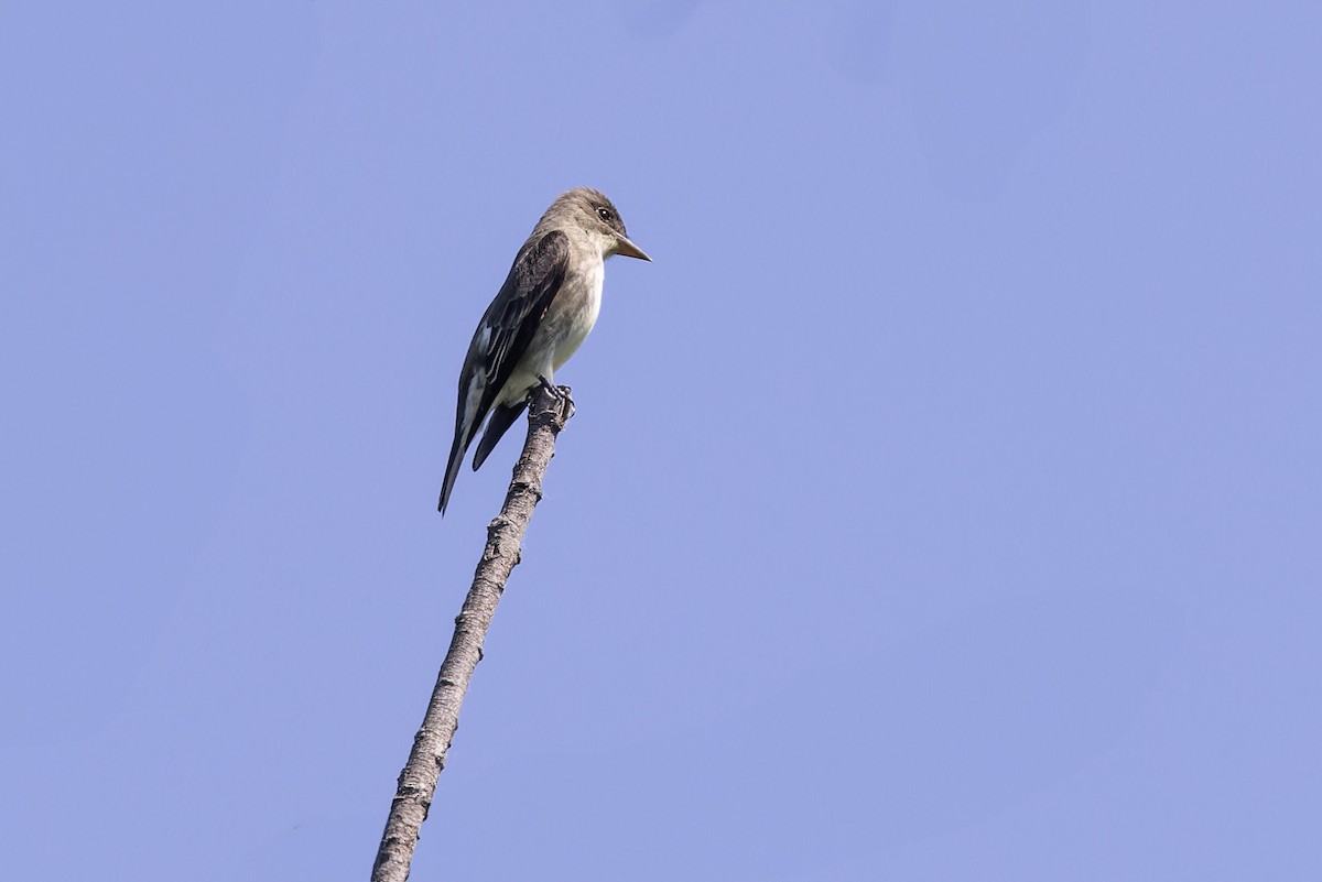Olive-sided Flycatcher - Michael Todd