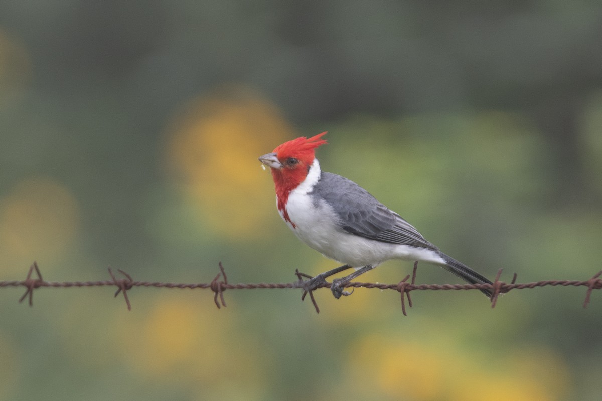 Red-crested Cardinal - ML618850978