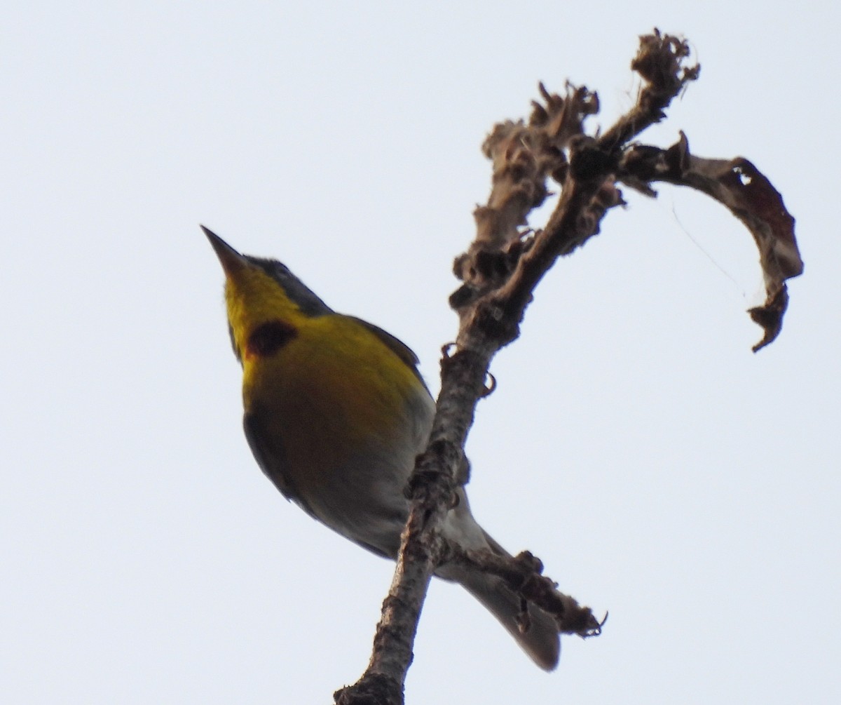Crescent-chested Warbler - ML618850984
