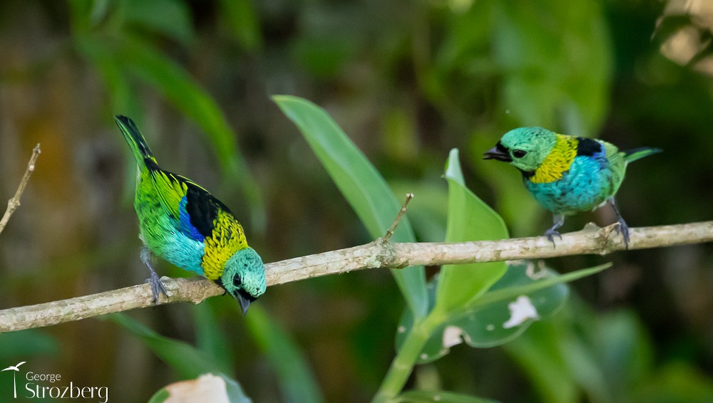 Green-headed Tanager - ML618850988