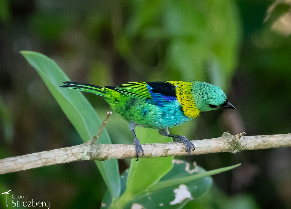 Green-headed Tanager - ML618850989