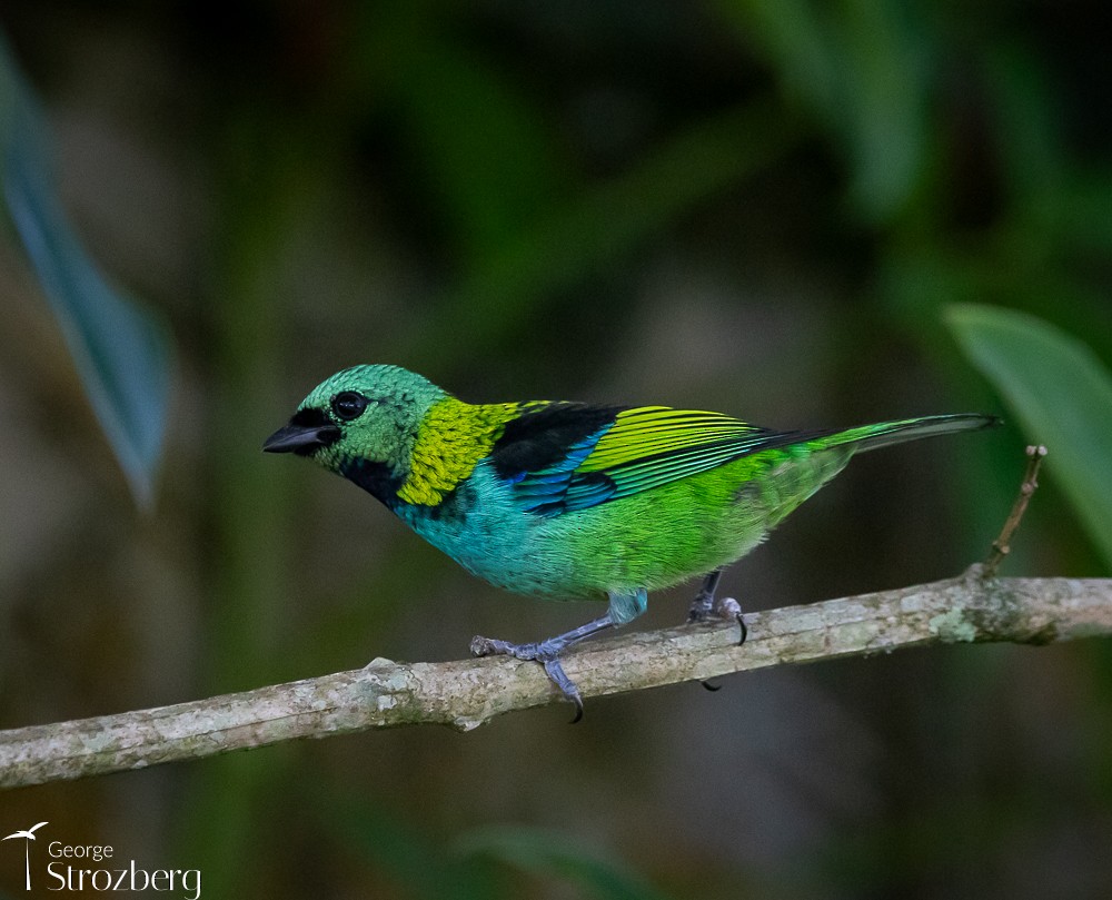 Green-headed Tanager - ML618850990