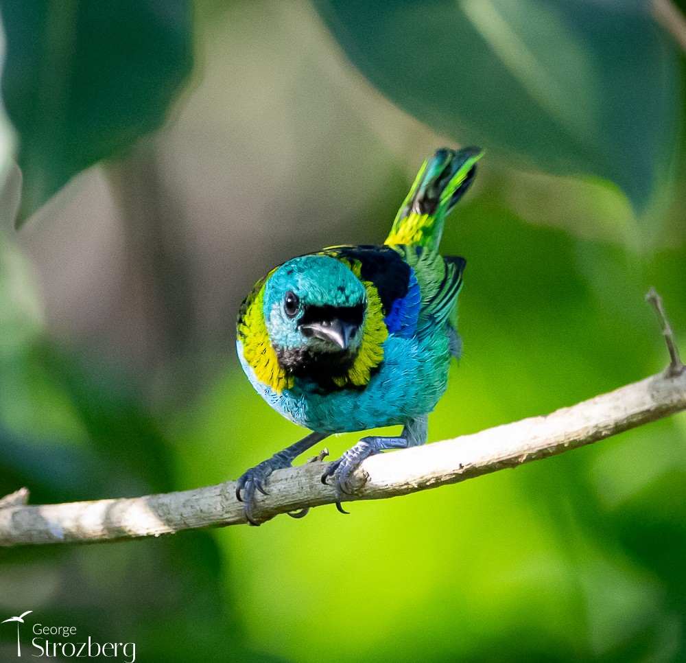 Green-headed Tanager - George Strozberg