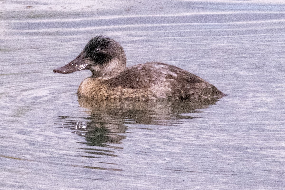 Andean Duck - ML618851004