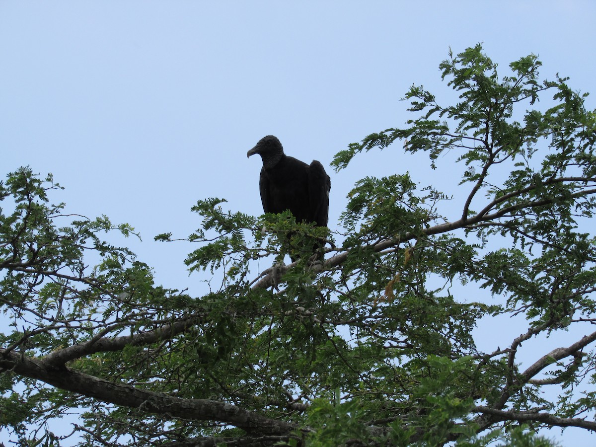 Black Vulture - Eduardo Freitez Gassán