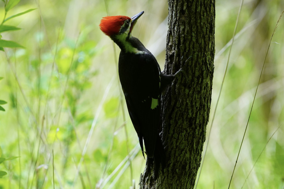 Pileated Woodpecker - ML618851012