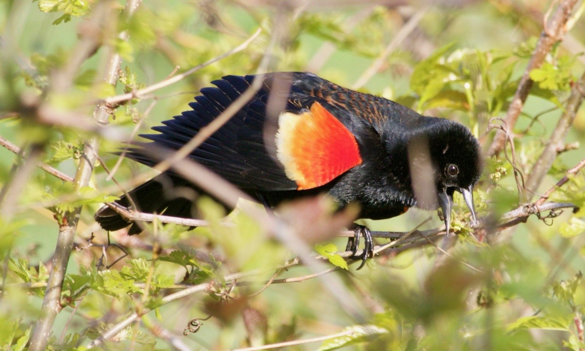 Red-winged Blackbird - ML618851021