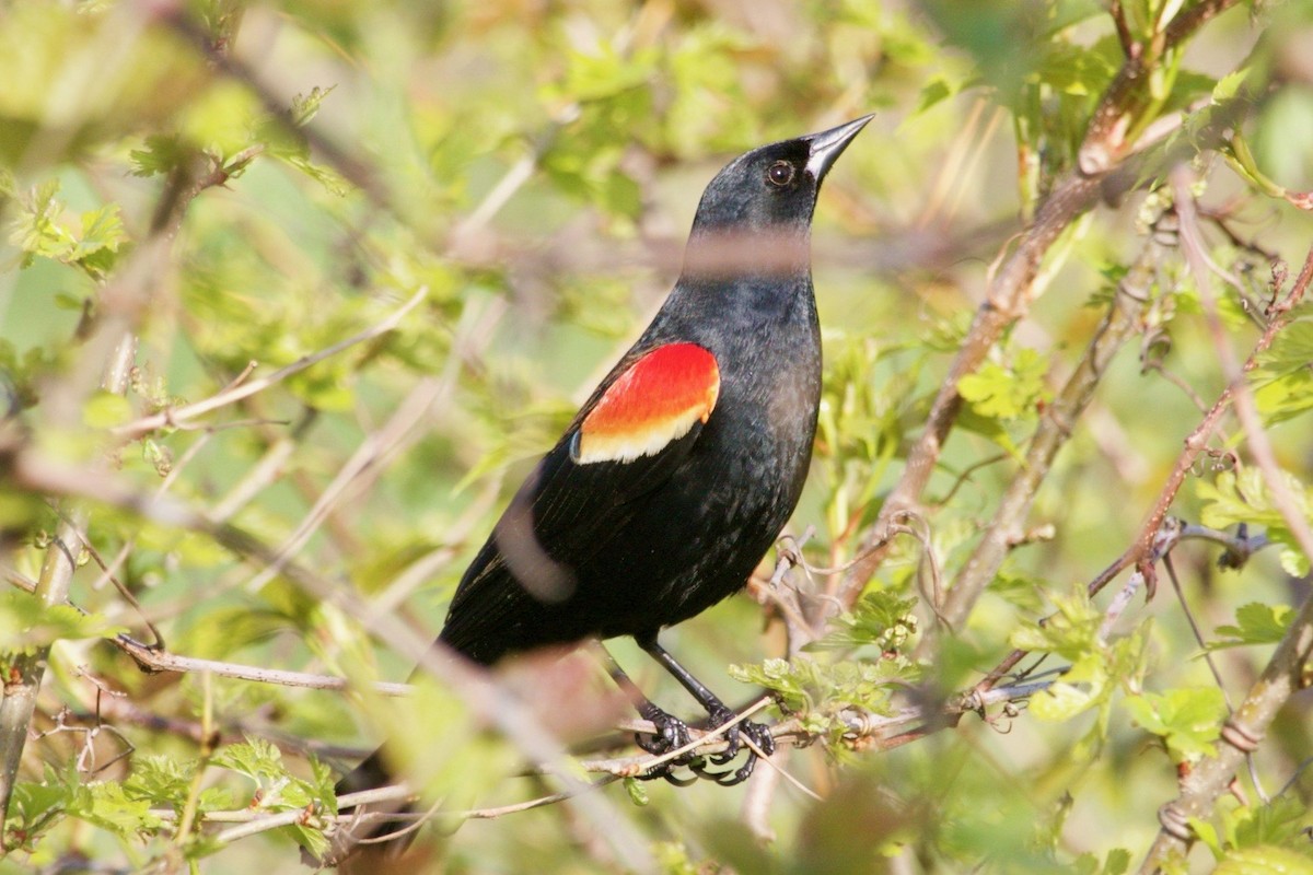 Red-winged Blackbird - ML618851022