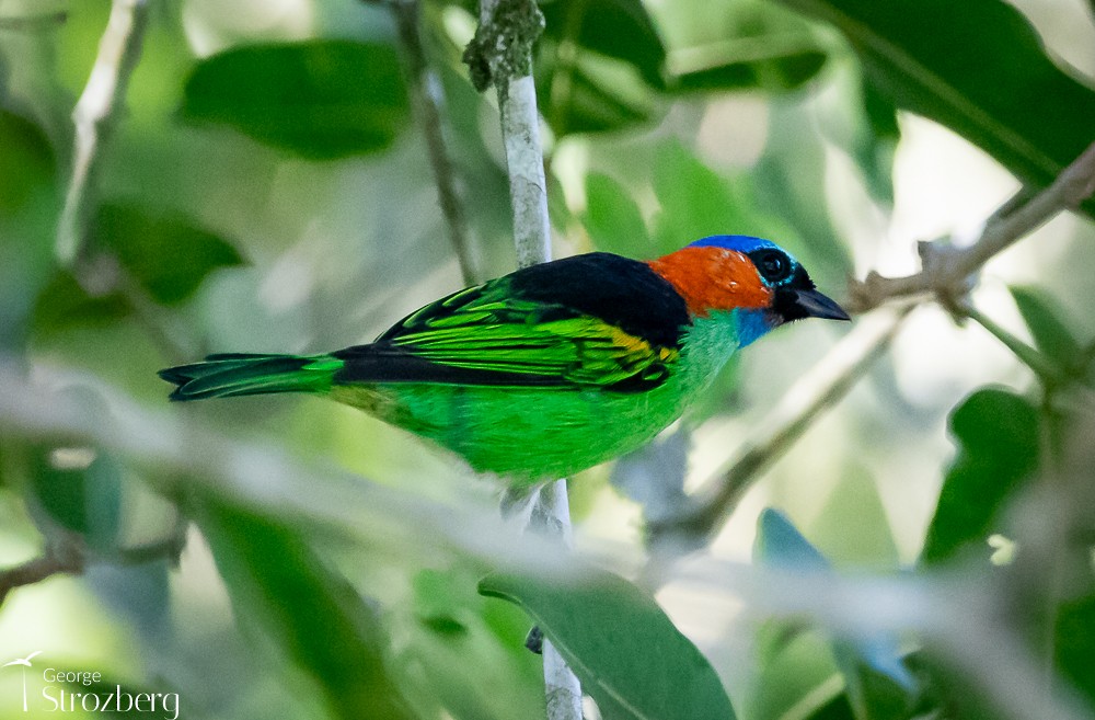 Red-necked Tanager - George Strozberg