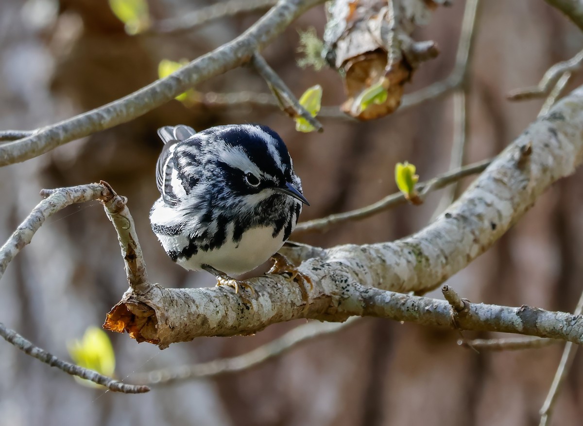 Black-and-white Warbler - Peter Crosson