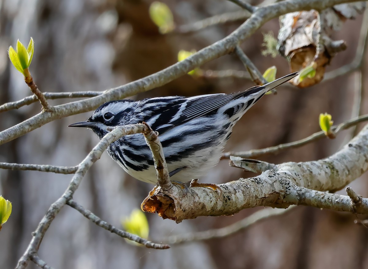 Black-and-white Warbler - Peter Crosson