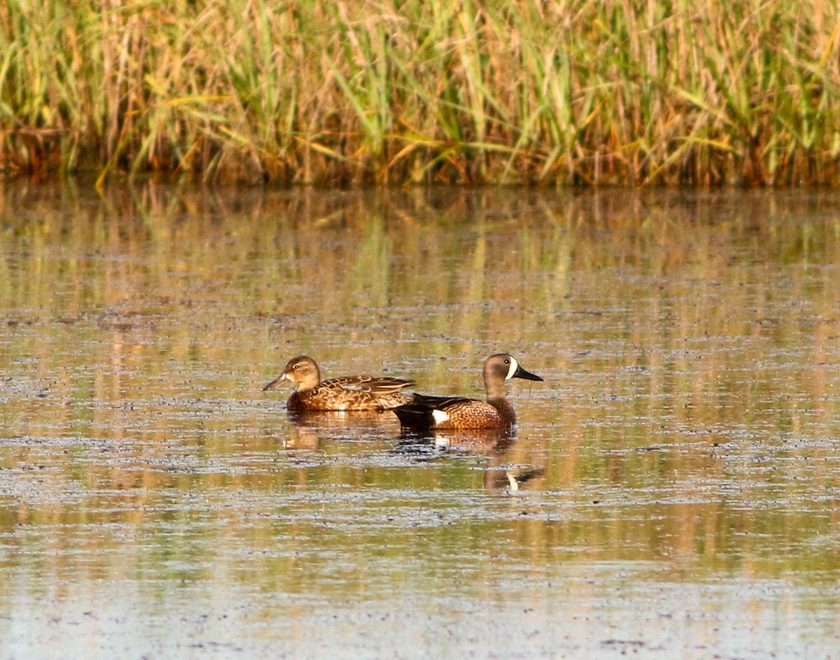 Blue-winged Teal - ML618851047