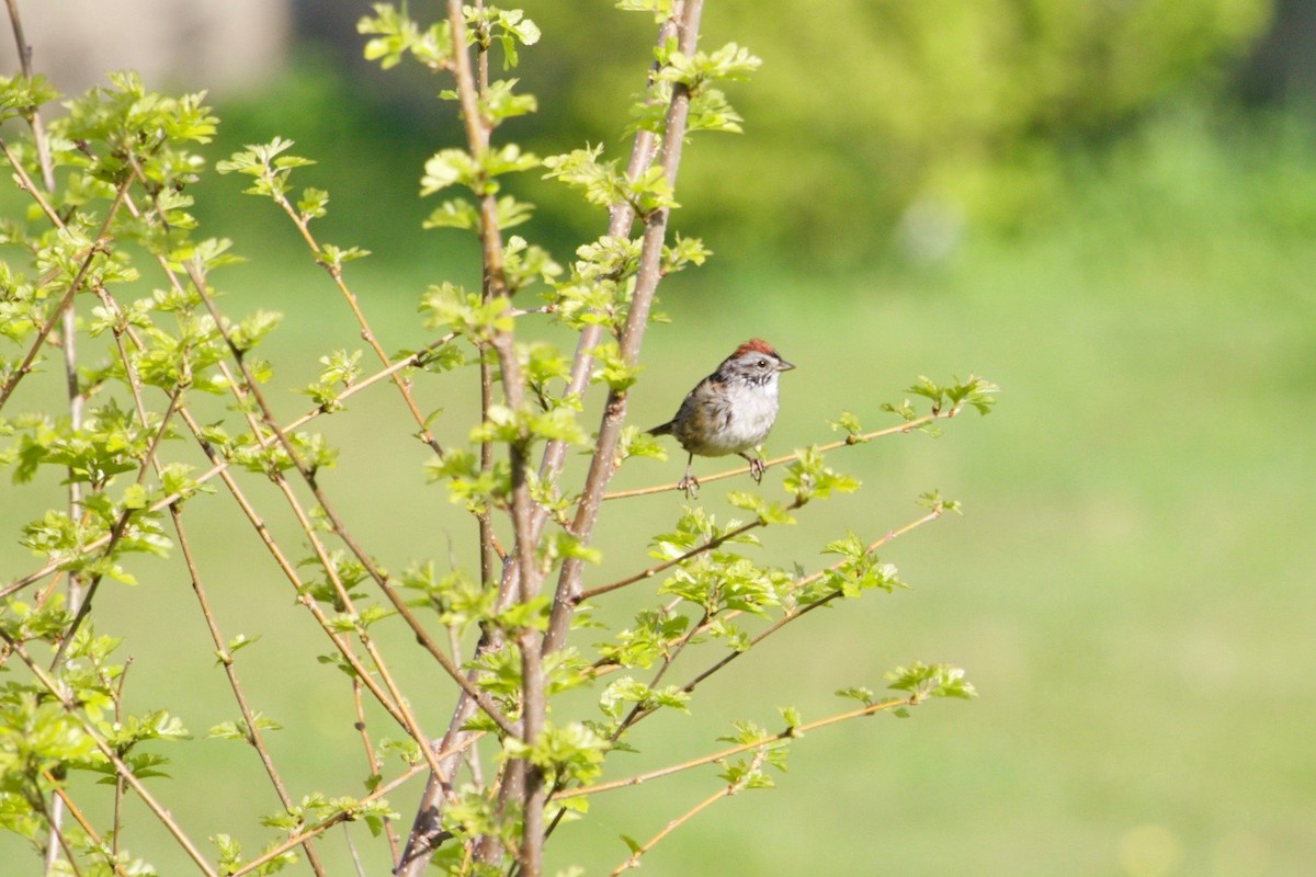 Swamp Sparrow - Loyan Beausoleil