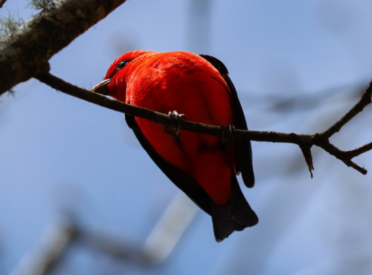 Scarlet Tanager - Peter Crosson