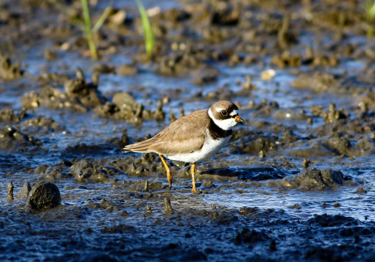 Semipalmated Plover - ML618851088