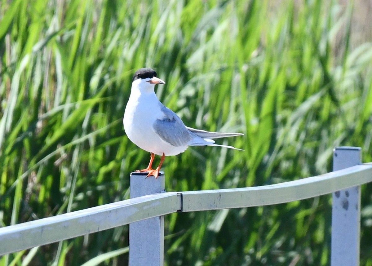 Forster's Tern - Brian Kenney