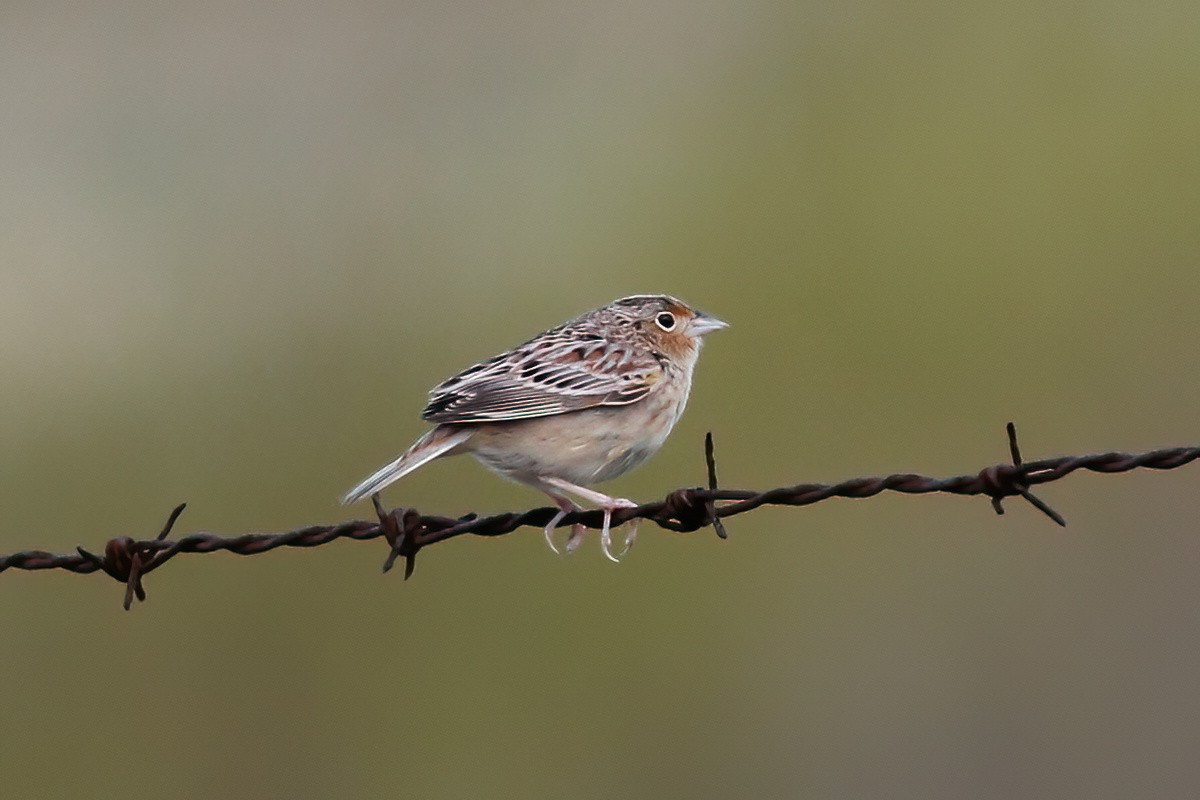 Grasshopper Sparrow - ML618851159